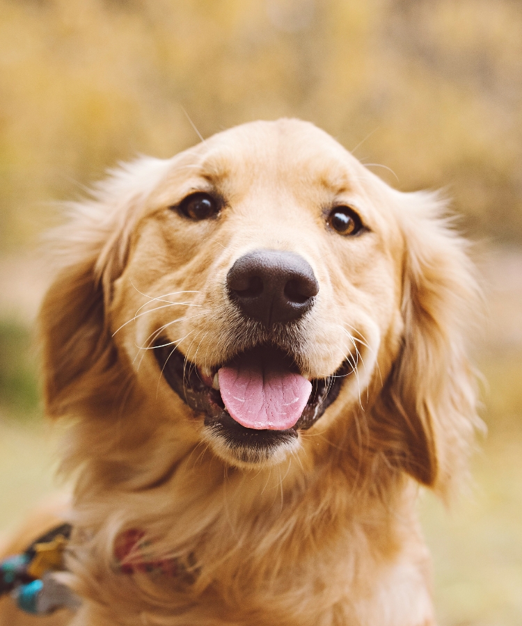 Happy woman with her golden retriever at sunset